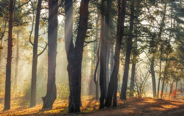 Paisagem Bom Dia Atravessa Floresta Raios Solares — Fotografia de Stock