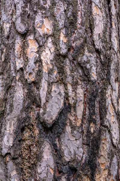 Struktura Kůry Stromu Kmen Borovice — Stock fotografie