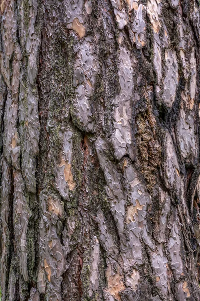 Struktura Kůry Stromu Kmen Borovice — Stock fotografie