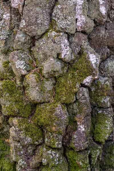 Die Textur Der Rinde Eines Baumes Birkenstamm Mit Moos Und — Stockfoto