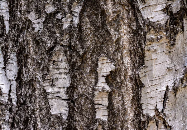 Textura Stromové Kůry Březní Kmen — Stock fotografie