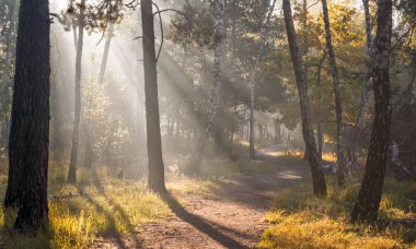 Ormanda yürü. Hoş sonbahar havası. Güneş ışınları ağaçların dallarında oynar.