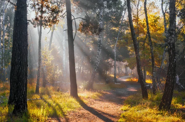 Caminhe Floresta Tempo Outono Agradável Raios Solares Brincam Nos Ramos — Fotografia de Stock