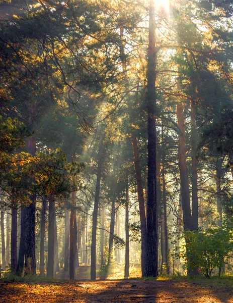 Beautiful Forest Flooded Sunlight Pleasant Morning Walk Tall Trees Sunbeams — Stock Photo, Image