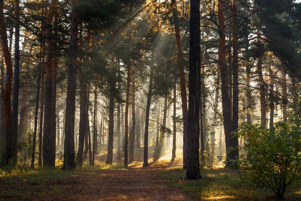 Güzel Bir Orman Güneş Işığıyla Dolup Taşmış Uzun Ağaçların Arasında — Stok fotoğraf