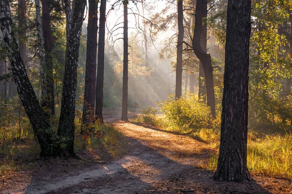Прекрасный Лес Наполненный Солнечным Светом Приятная Утренняя Прогулка Среди Высоких — стоковое фото