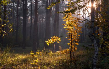 Orman. Güneşli bir sabah. Güzel sonbahar havası. Güzel sonbahar renkleri.