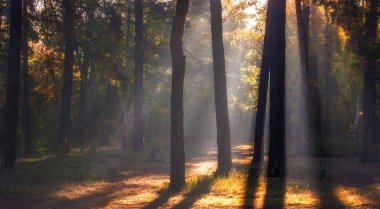 Orman. Güneşli bir sabah. Güzel sonbahar havası. Güzel sonbahar renkleri.