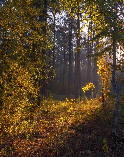 Лес Солнечное Утро Хорошая Осенняя Погода Красивые Осенние Цвета — стоковое фото