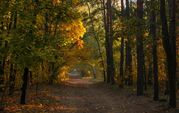 Wald Sonnigen Morgen Schönes Herbstwetter Schöne Herbstfarben — Stockfoto