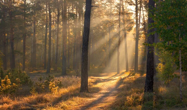 Forest. Sunny morning. Nice autumn weather. Beautiful autumn colors.