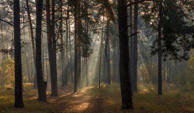 Güzel sonbahar sabahı. Güneş ışınları ağaçların dallarına nüfuz eder. Ormanda güzel bir yürüyüş.