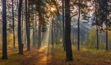 Güzel sonbahar sabahı. Güneş ışınları ağaçların dallarına nüfuz eder. Ormanda güzel bir yürüyüş.