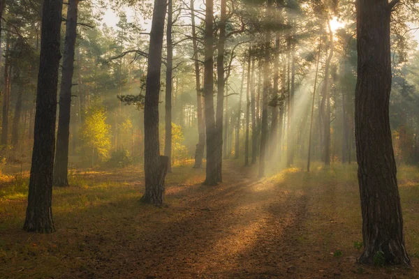 Hermosa Mañana Otoño Los Rayos Del Sol Penetran Las Ramas — Foto de Stock