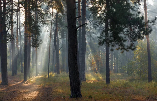 Mooie Herfst Ochtend Zonnestralen Doordringen Takken Van Bomen Mooie Wandeling — Stockfoto
