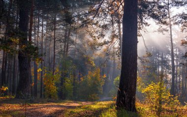 Orman. Güzel sonbahar sabahı. Güneş ışınları ağaçların dallarında oynar..
