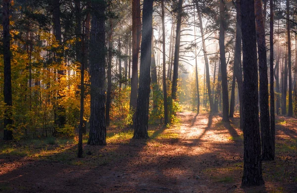 Forest. Beautiful autumn morning. The sun\'s rays play in the branches of trees.