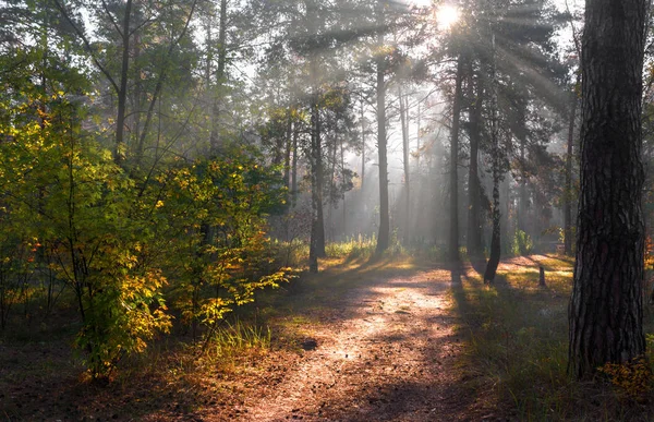 Лес Прекрасное Осеннее Утро Солнечные Лучи Играют Ветвях Деревьев — стоковое фото