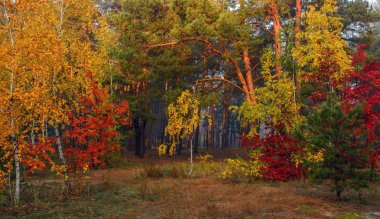 Orman. Doğa ağaçları sonbahar renklerinde boyar.