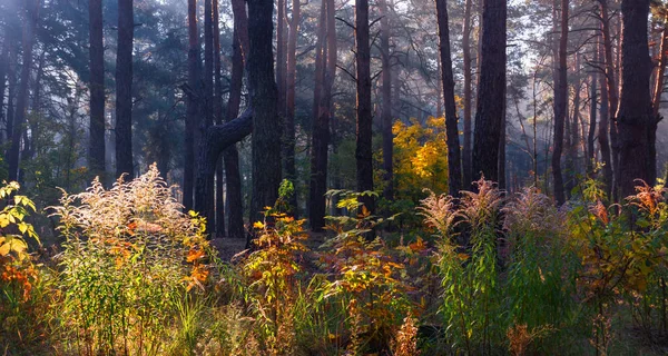 Floresta Bom Dia Outono Outono Grama Dourada — Fotografia de Stock