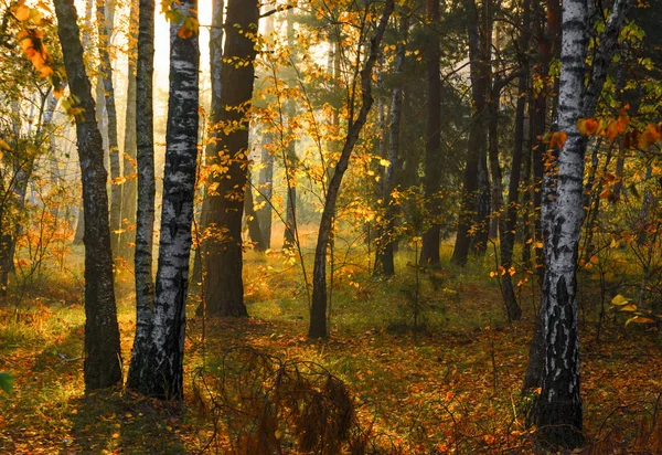 Herfst Bos Bomen Zijn Geschilderd Met Prachtige Herfst Kleuren Ochtend — Stockfoto