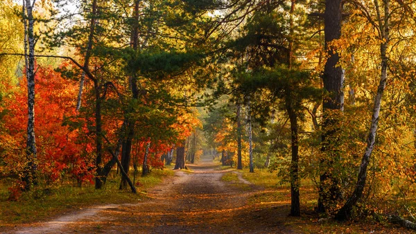Floresta Outono Árvores Pintam Com Cores Outono Magníficas Bom Dia — Fotografia de Stock