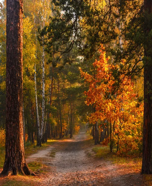 Autumn Forest Trees Painted Magnificent Autumn Colors Morning Sun Rays — Stock Photo, Image