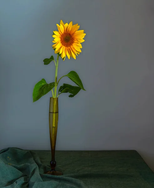 Steht Eine Einsame Sonnenblume Einer Anmutigen Vase Stillleben Minimalismus — Stockfoto