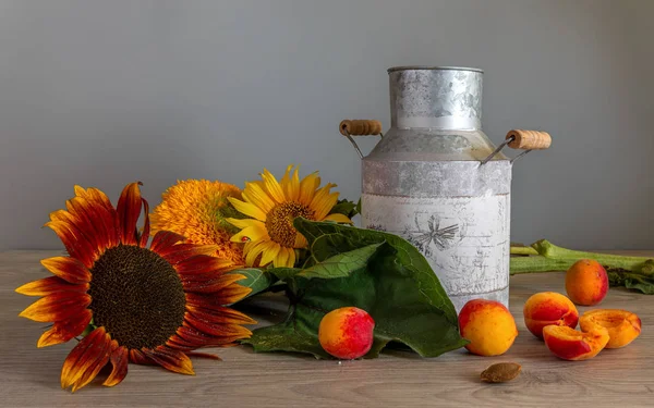 Still life with a flower of a sunflower and apricots. Beautiful bouquet of sunflowers. Ripe and tasty apricots. Vintage. Retro.
