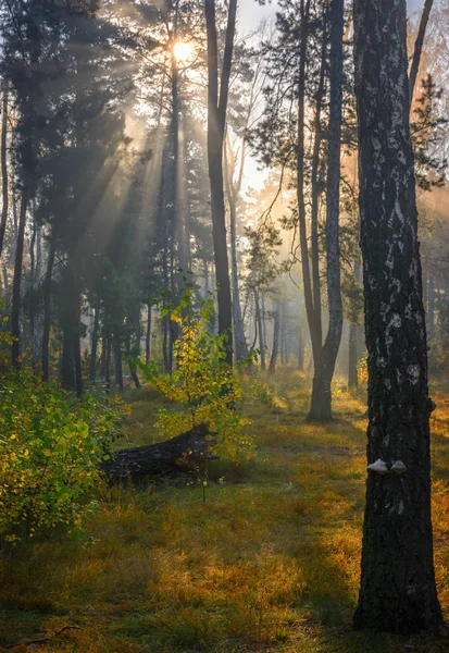 Herbstwald Sonnenlicht Getaucht Sonnenstrahlen Herbstfarben — Stockfoto