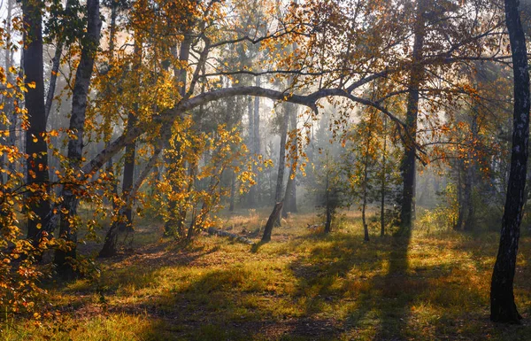 Autumn Forest Bathed Sunlight Sun Rays Autumn Colors — Stock Photo, Image