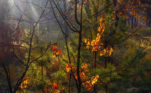 Guten Herbstmorgen Die Sonnenstrahlen Spielen Den Ästen Der Bäume Tautropfen — Stockfoto