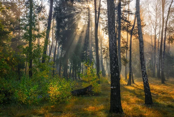 Floresta Outono Banhada Pela Luz Solar Raios Solares Cores Outono — Fotografia de Stock