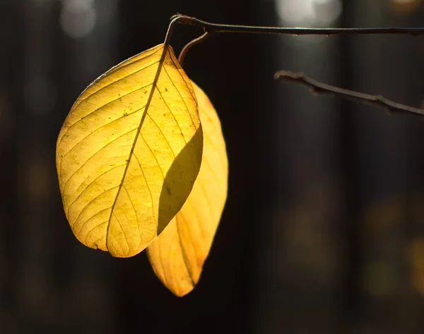 Herfst Bladeren Natuur Schilderde Het Bos Met Herfstkleuren — Stockfoto