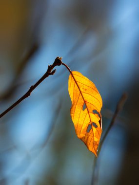 Sonbahar yaprakları. Doğa ormanı sonbahar renkleriyle boyamış..