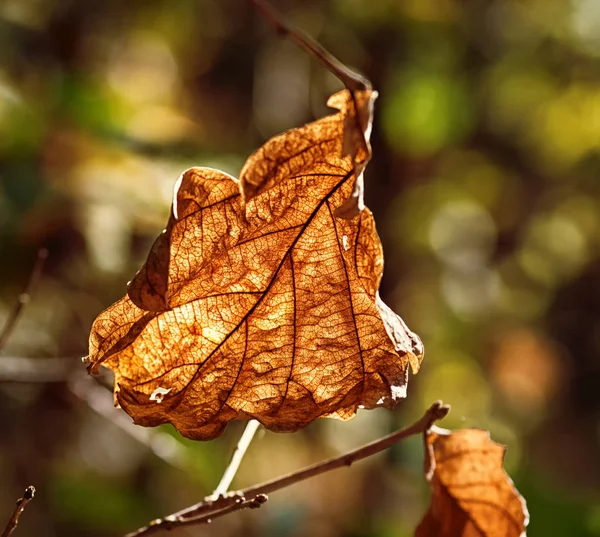 Sonbahar yaprakları. Doğa ormanı sonbahar renkleriyle boyadı. Meşe yaprakları güneşte çok güzel parlar..