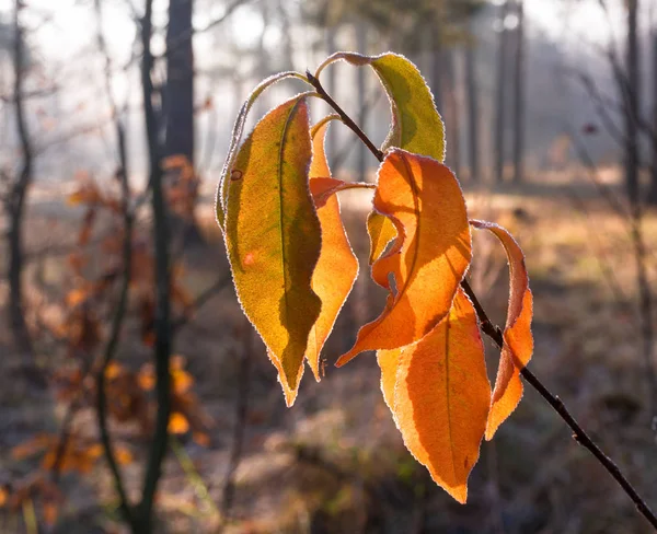 Осенние Листья Природа Красила Лес Осенними Красками — стоковое фото
