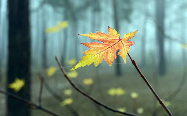 Autumn Leaves Nature Painted Forest Autumn Colors Maple Leaves Glow — Stock Photo, Image