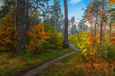 Sonbahar ormanı. Doğada güzel bir yürüyüş. Sonbahar, sihirli renkleriyle boyanmış ağaçları.