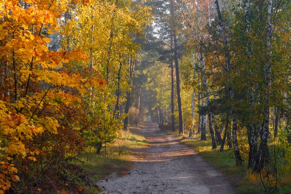秋の森自然の中で素敵な朝の散歩 秋には不思議な色の木が描かれています 木漏れ日 — ストック写真