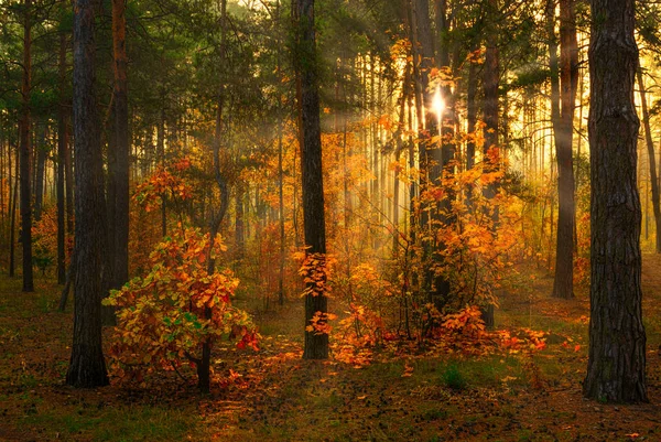 Осенний Лес Хорошая Утренняя Прогулка Природе Осень Окрашивает Деревья Волшебные — стоковое фото