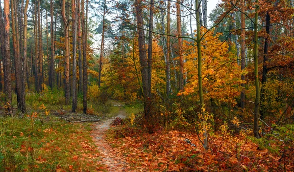 Wald Gutes Herbstwetter Für Einen Spaziergang Der Natur Herbstfarben Ziehen — Stockfoto