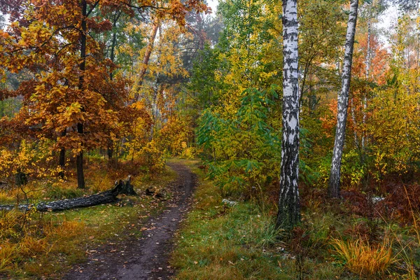 Skog Fint Höstväder För Promenad Naturen Höstfärger Väcker Uppmärksamhet — Stockfoto