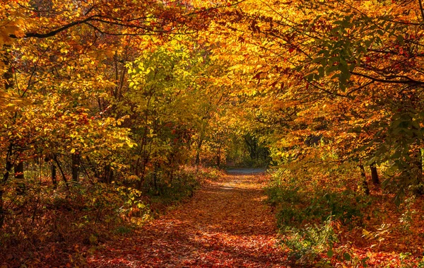 Autumn Old Park Autumn Landscape Colors Autumn — Stock Photo, Image