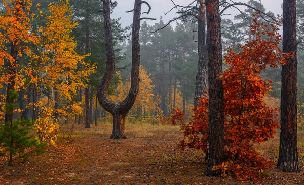 Forest. Autumn painted leaves with its magical colors. Beauty. Light fog gives the landscape a mystery.