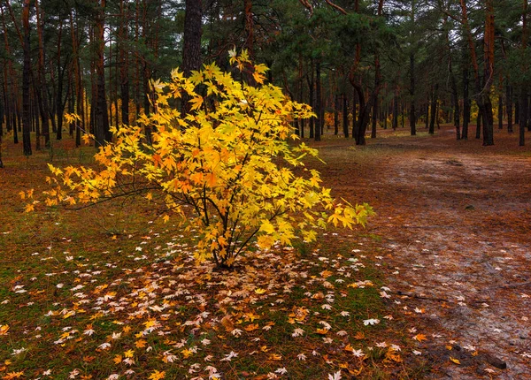 Les Podzimní Malované Listy Magickými Barvami Krása Světlá Mlha Dává — Stock fotografie