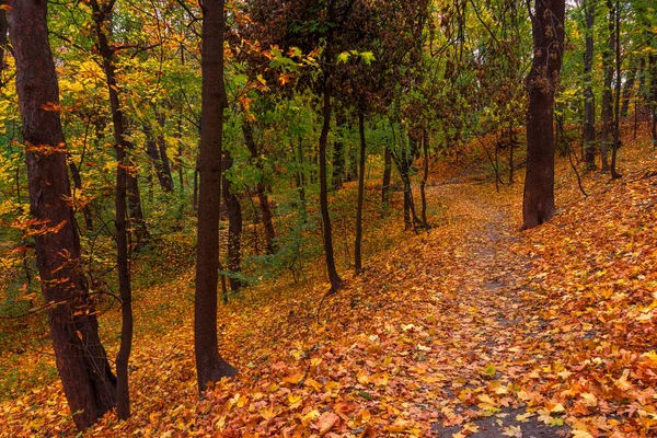 Forest. Autumn painted leaves with its magical colors. Beauty. Light fog gives the landscape a mystery.