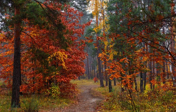Floresta Outono Folhas Pintadas Com Suas Cores Mágicas Beleza Névoa — Fotografia de Stock
