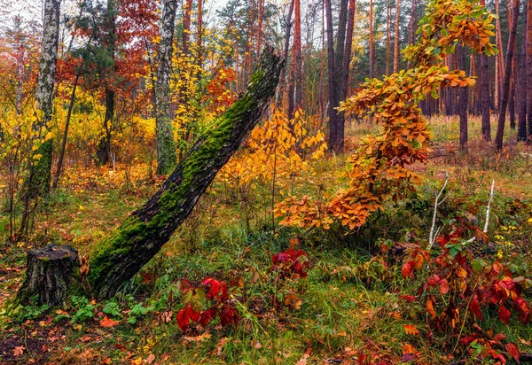 Skog Höstmålade Blad Med Sina Magiska Färger Skönhet Ljus Dimma — Stockfoto