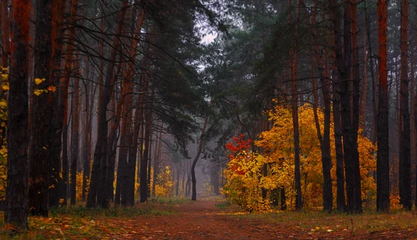 Bosque Hojas Pintadas Otoño Con Sus Colores Mágicos Belleza Niebla — Foto de Stock